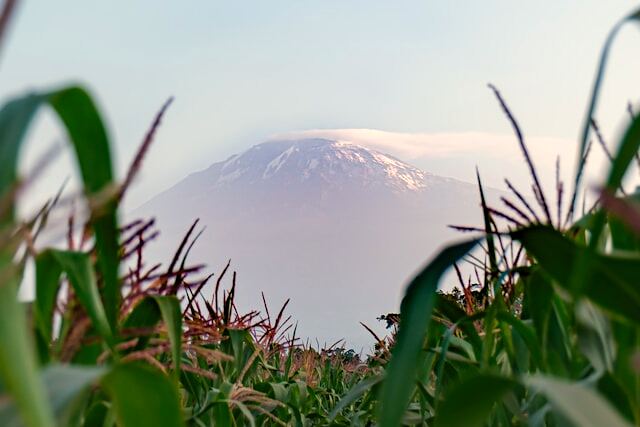 Climbers ascending Mount Kilimanjaro at sunrise