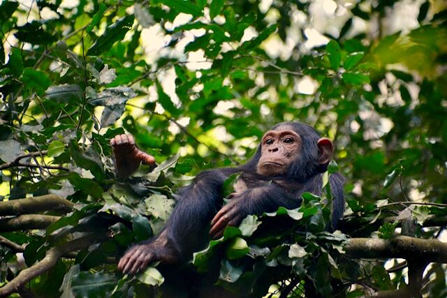 Chimpanzee Safari