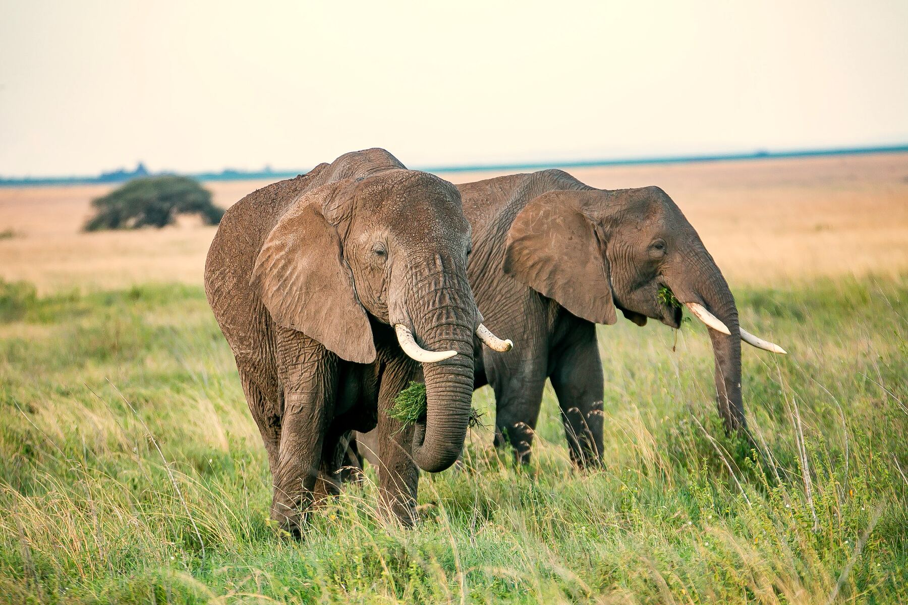 Green Season Safari