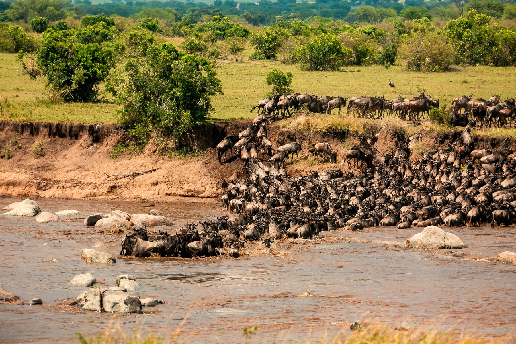 Great Migration Safari