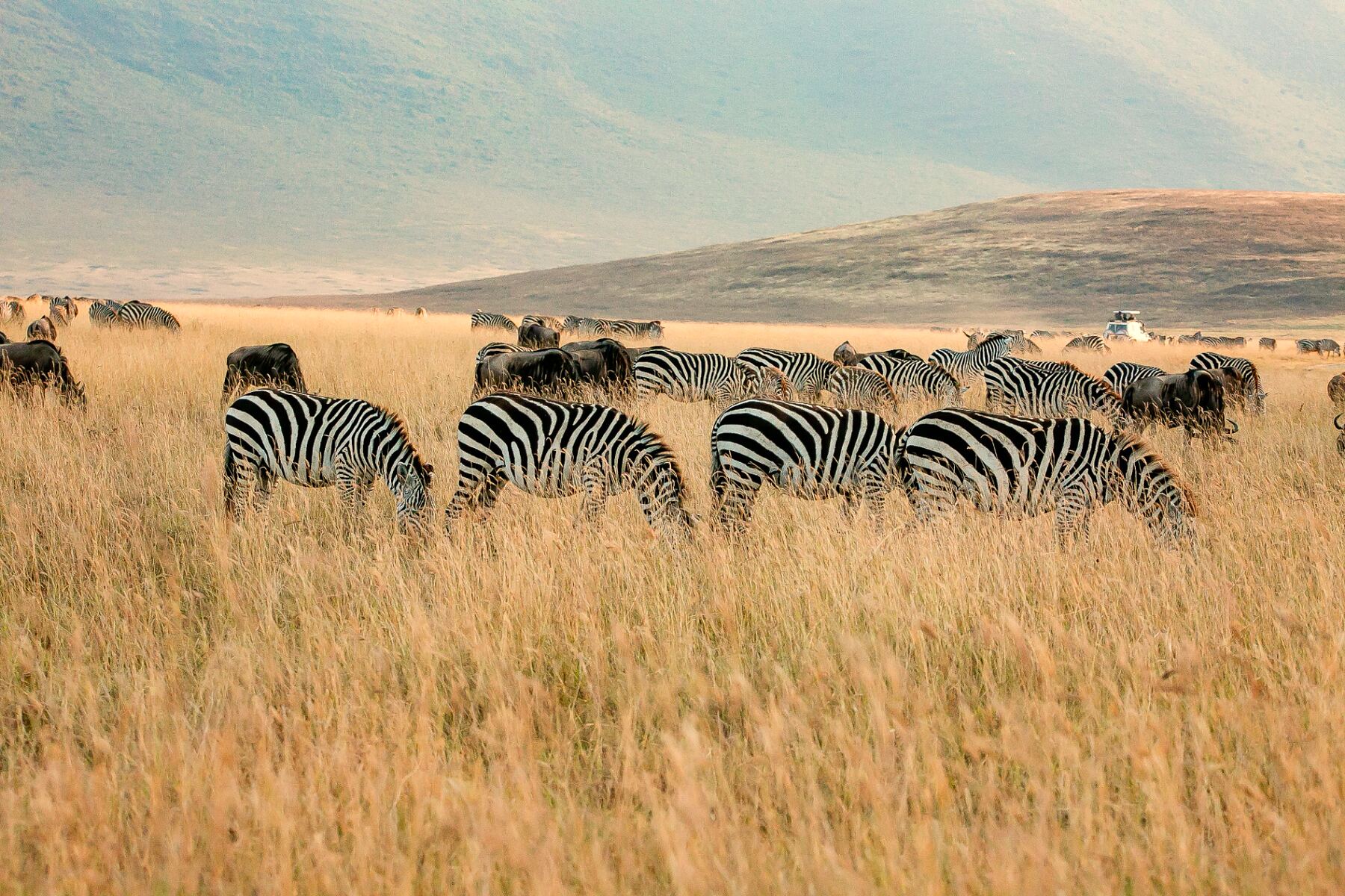 Savanna Safari